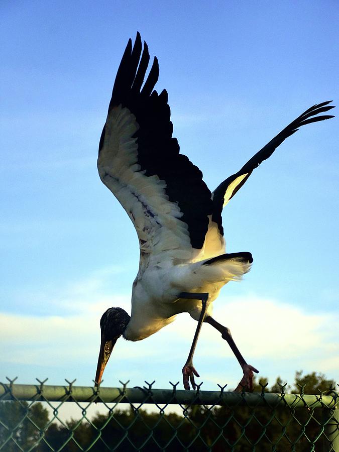 Woodstork Taking Flight Photograph by Christopher Mercer