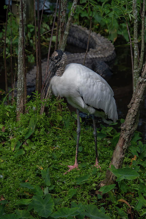 Woodstork with Alligator Photograph by Carolyn Hutchins