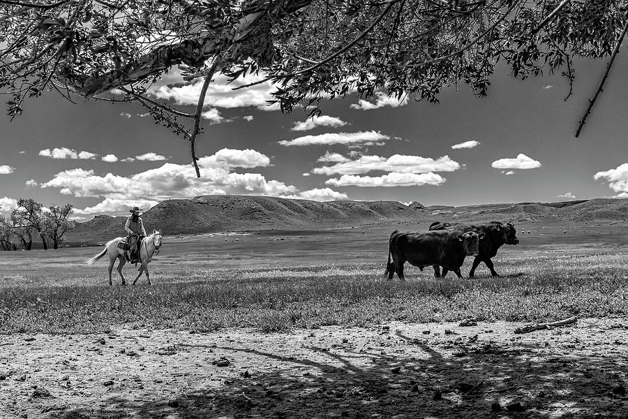 Woody Moving Angus Bulls Photograph by Sam Sherman