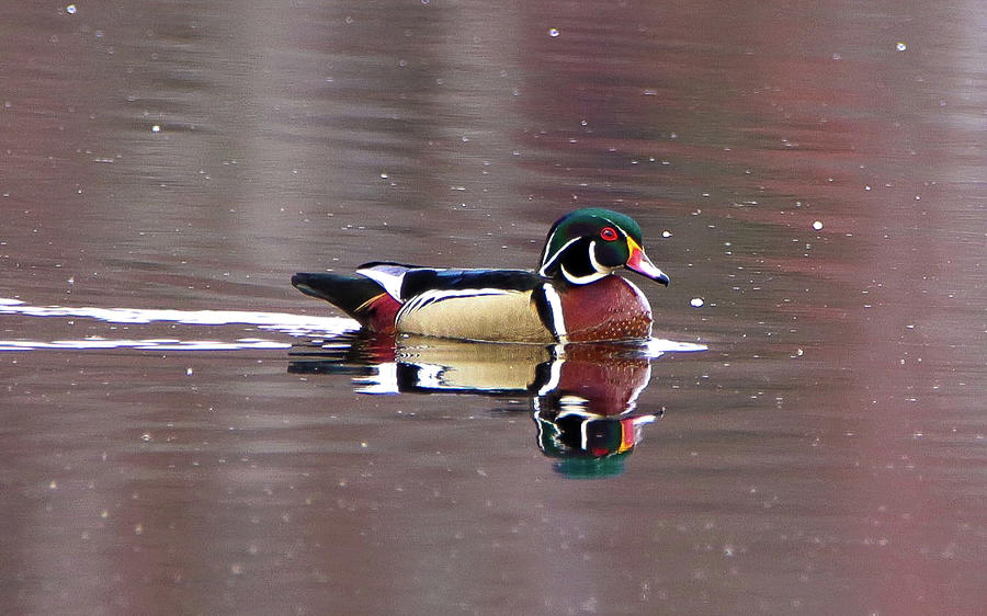 Woody on Colored Water Photograph by David Kipp