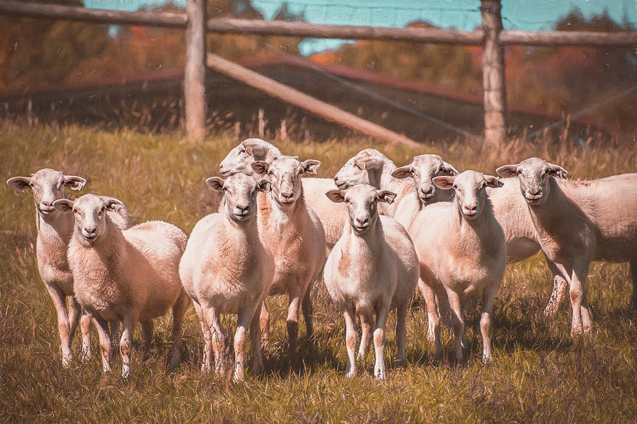 Sheep Photograph - Wool At Attention by Jim Love
