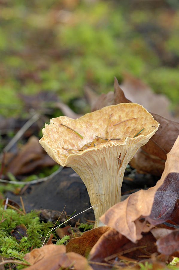 Woolly Chanterelle, Gomphus floccosus, mushroom with maple leaves Photograph by Kevin Oke