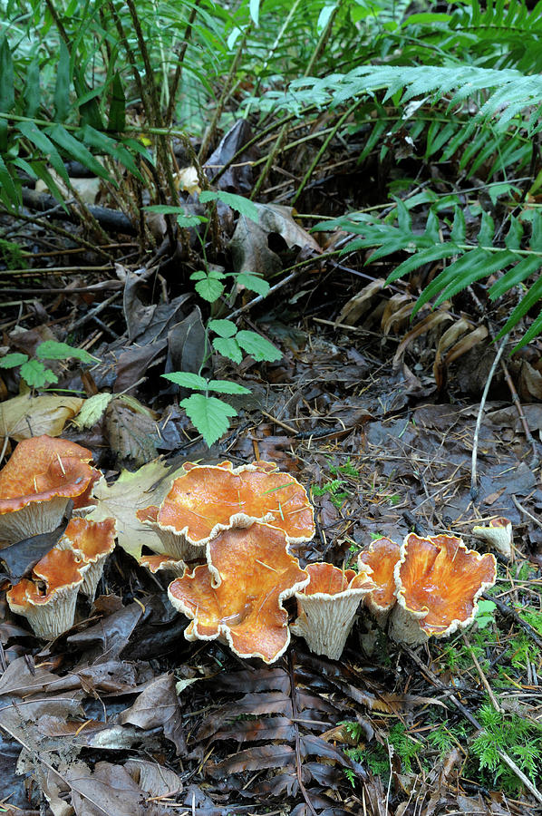 Woolly Chanterelle, Gomphus floccosus, with ferns Photograph by Kevin Oke