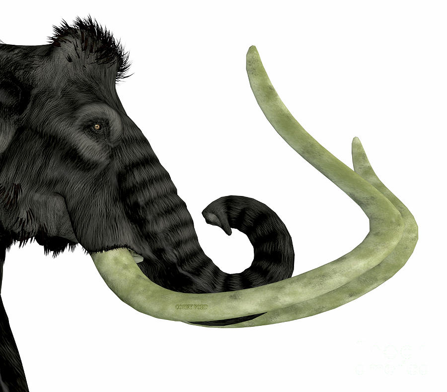 Woolly Mammoth Head Digital Art by Corey Ford