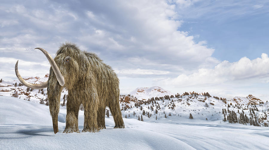 Woolly mammoth in a winter scene environment. Drawing by Leonello Calvetti/Stocktrek Images