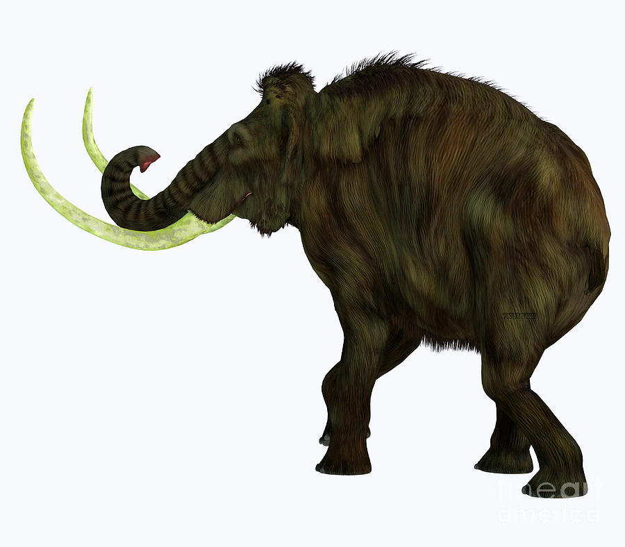 Woolly Mammoth Tail Digital Art by Corey Ford