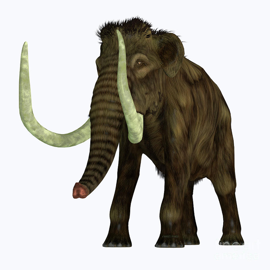Woolly Mammoth Tusker Digital Art by Corey Ford