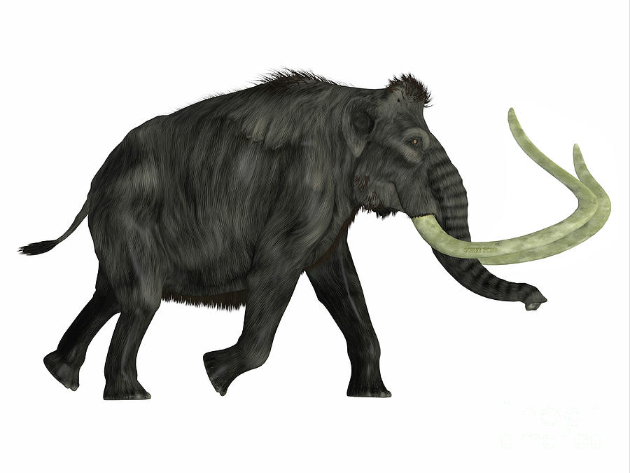Woolly Mammoth Walking Digital Art by Corey Ford