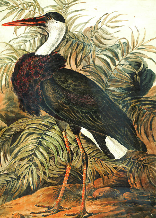 Stork Painting - Woolly-necked Stork by Long Shot