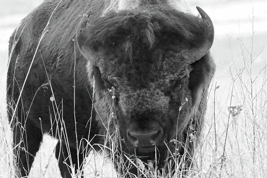 Wooly Bully Bison black and white Photograph by Lens Art Photography By ...