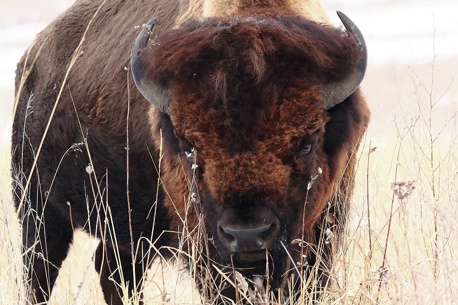 Wooly Bully Bison Photograph by Lens Art Photography By Larry Trager