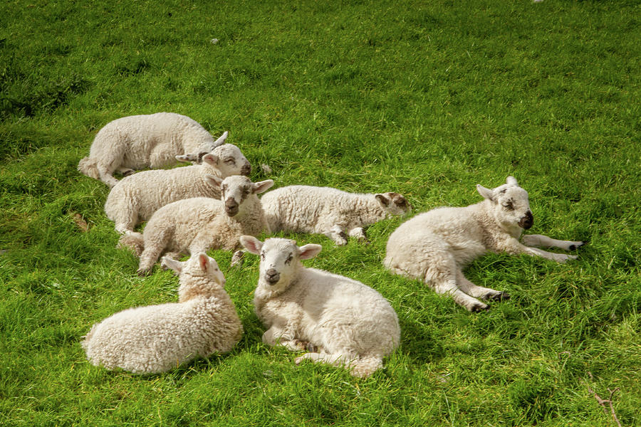 Wooly Creche Photograph by Mark Callanan
