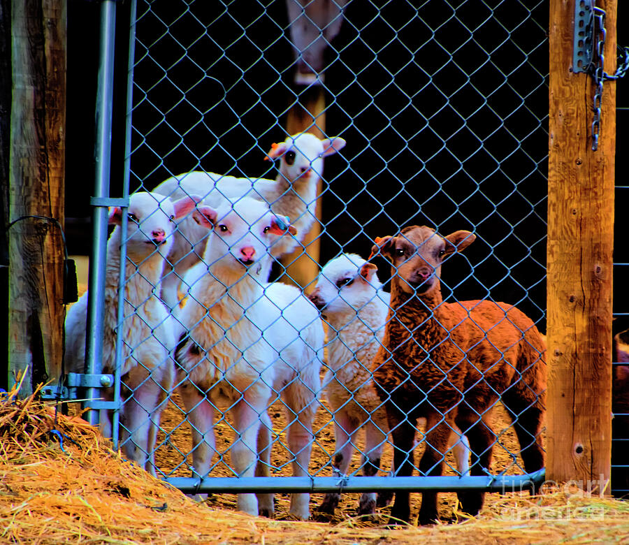 Farm Photograph - Wooly Entertainment On The Farm by Al Bourassa