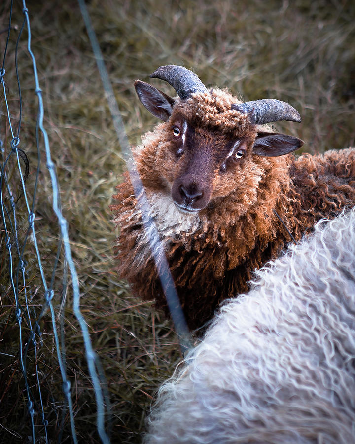 Wooly Faces no 2 Photograph by Thea Pedersen - Fine Art America