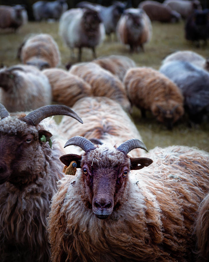 Wooly faces Photograph by Thea Pedersen - Fine Art America