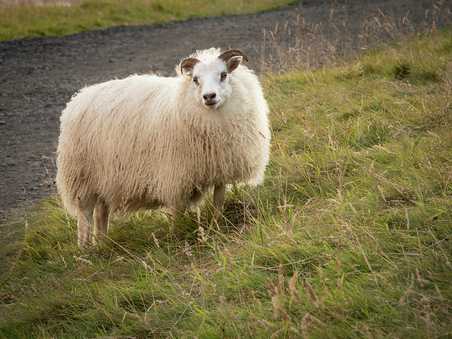 Wooly Icelandic Sheep Photograph by Kristia Adams