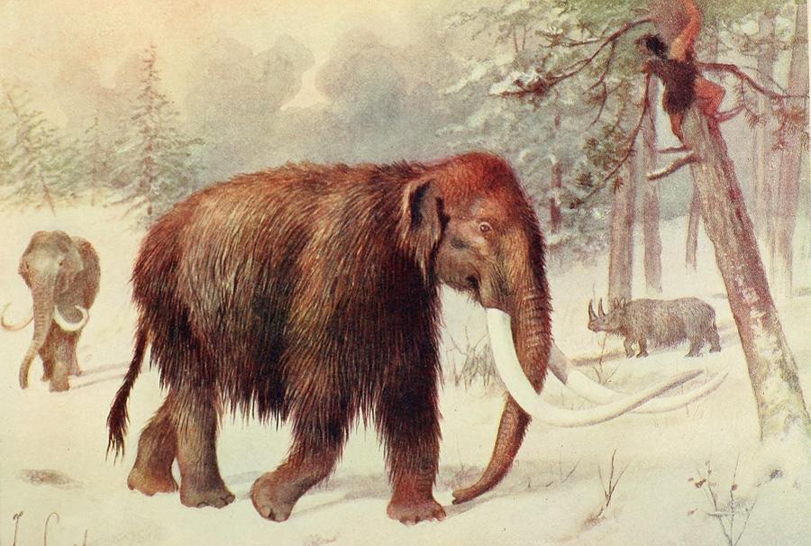 Wooly Mammoth Mixed Media by Beautiful Nature Prints