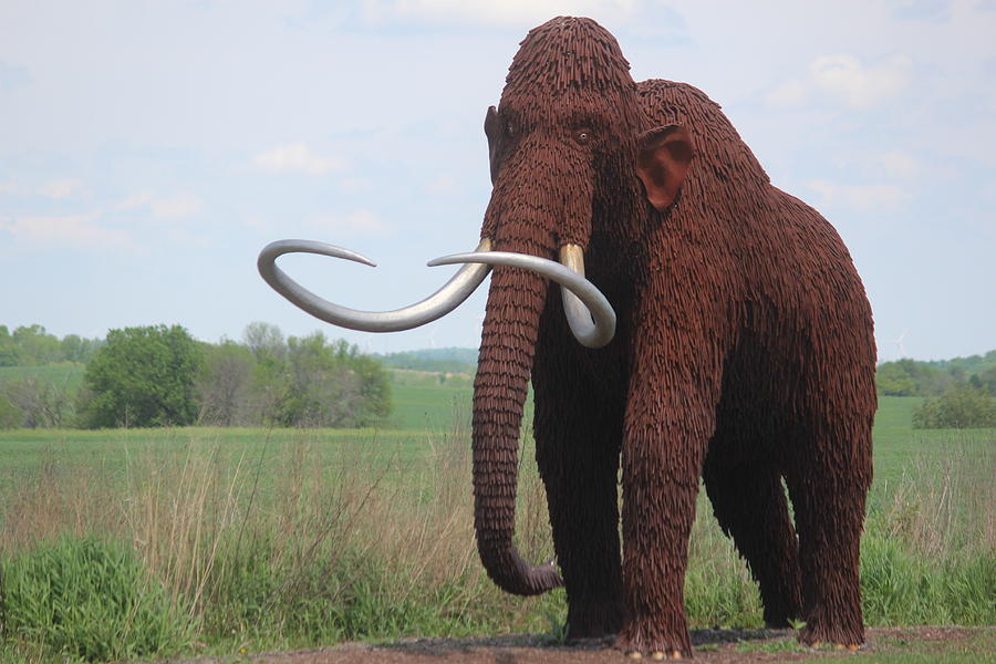 Wooly Mammoth Photograph by Callen Harty