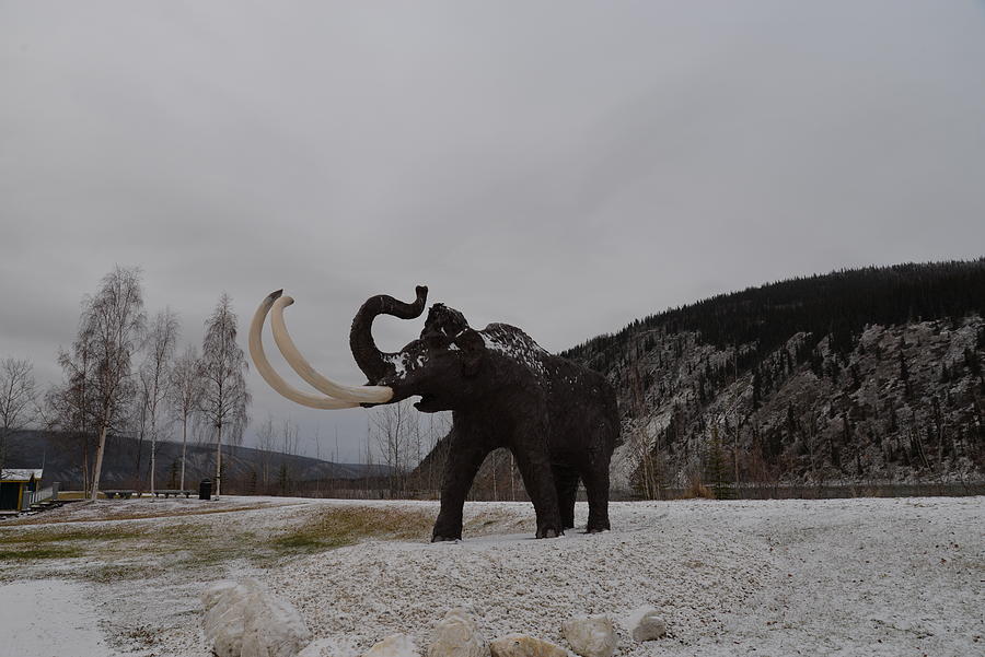 Wooly Mammoth in Dawson City Yukon Photograph by James Cousineau