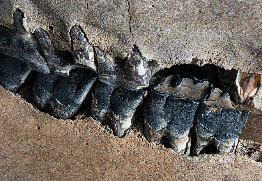 Wooly Rhino Teeth 4928 Photograph by Bob Neiman - Pixels