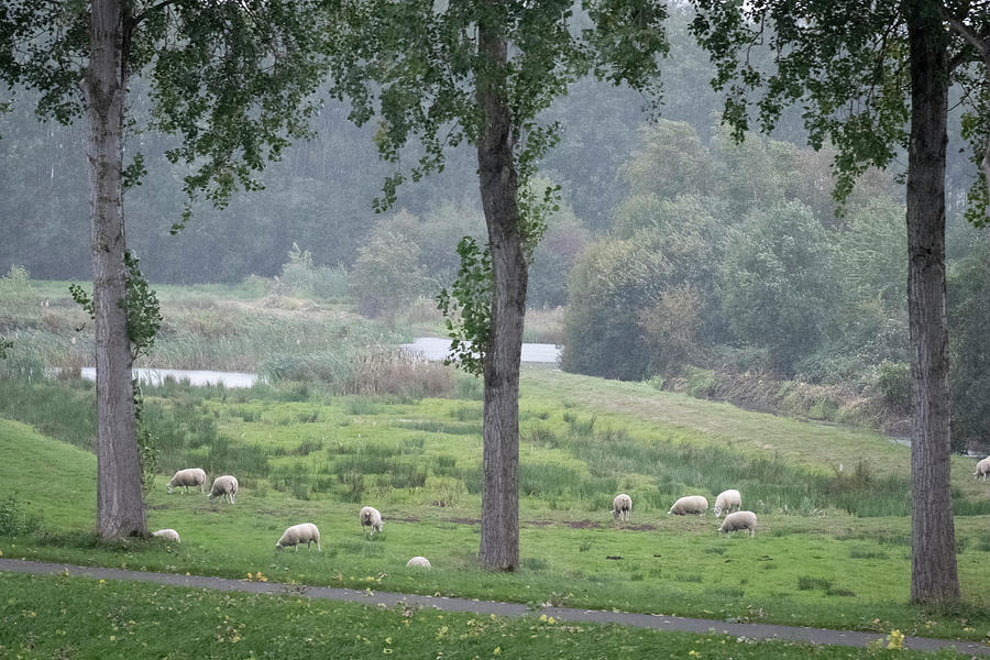 Wooly Sheep in the Netherlands Photograph by Mary Lee Dereske