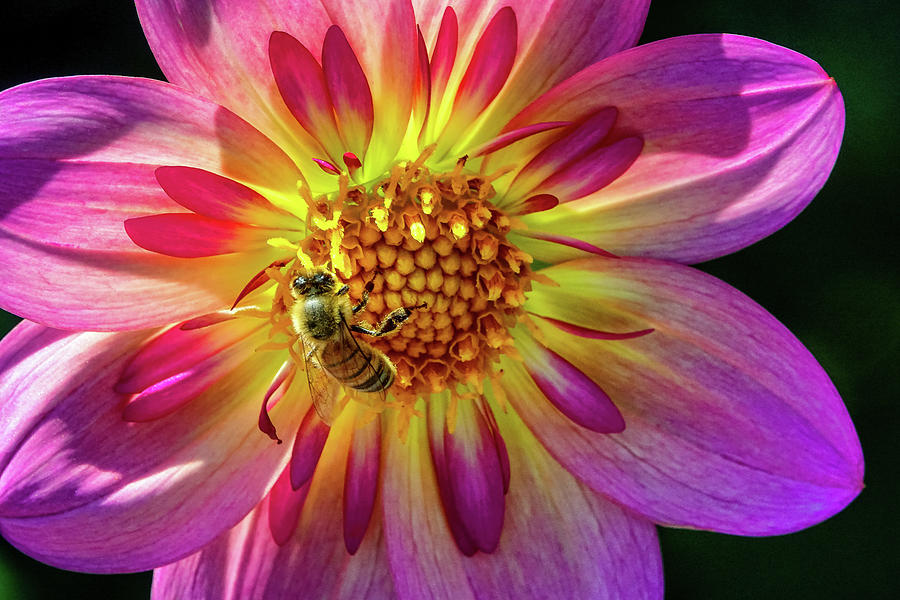 Worker Bee Photograph by Larey McDaniel