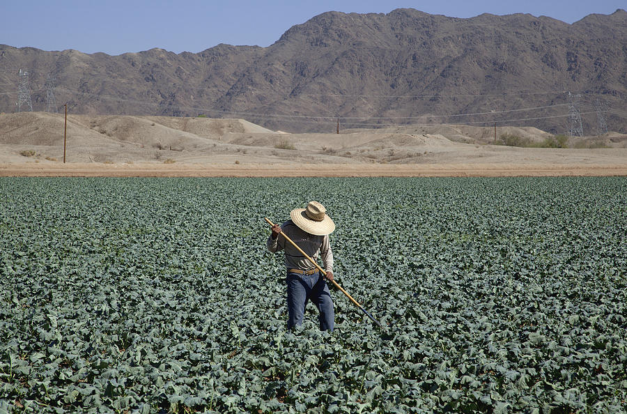 Worker hoeing between rows of broccoli plants Photograph by Timothy Hearsum