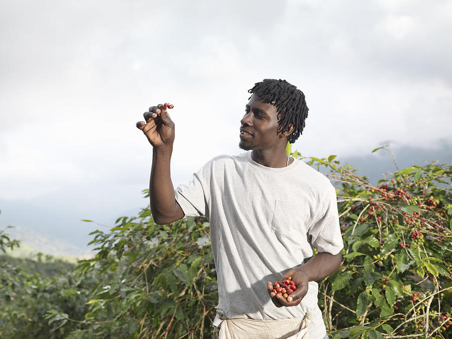 Worker Inspecting Coffee Beans Photograph by Monty Rakusen