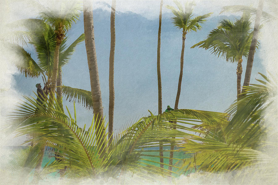 Workers climbing high up a palm tree to cut down the fronds. Photograph