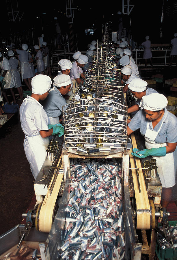 Workers in fish processing plant Photograph by Medioimages/Photodisc