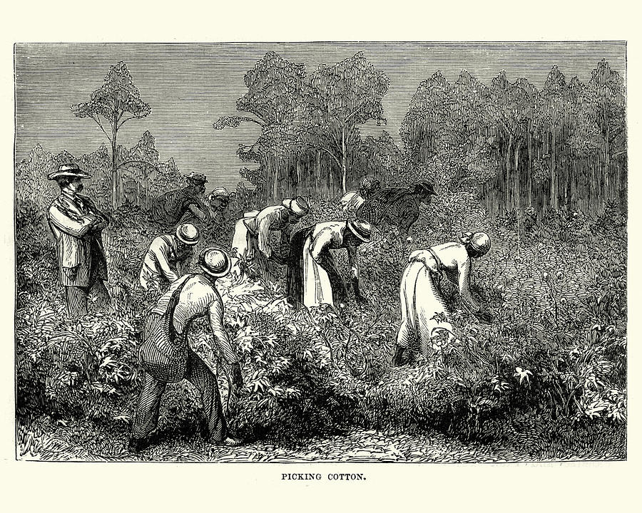 Workers picking cotton, Louisiana, 19th Century Drawing by Duncan1890