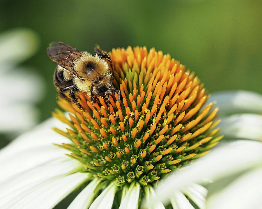 Working Bee III Photograph by Scott Olsen