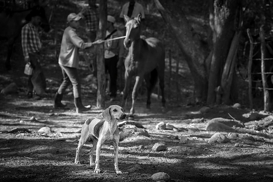 Working Dog Photograph by Paul Bartell