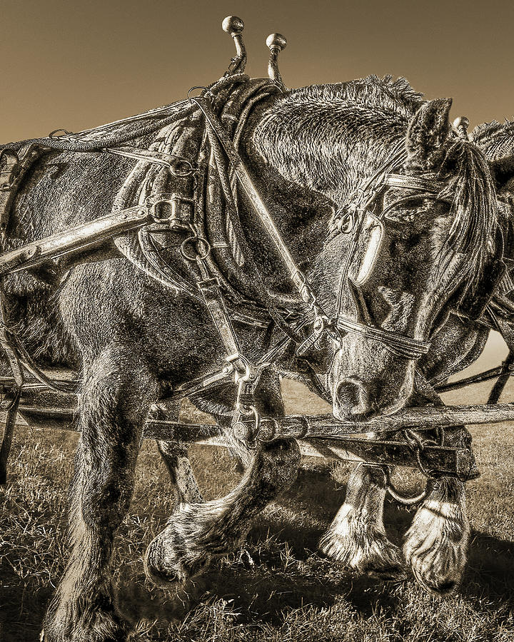 Working Draft Horse, Sepia Photograph by Don Schimmel