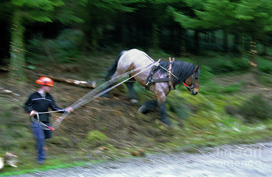 Working horse Photograph by Robert Douglas