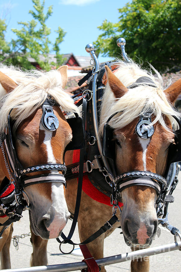 Working Horses at Solvang California Photograph by Colleen Cornelius
