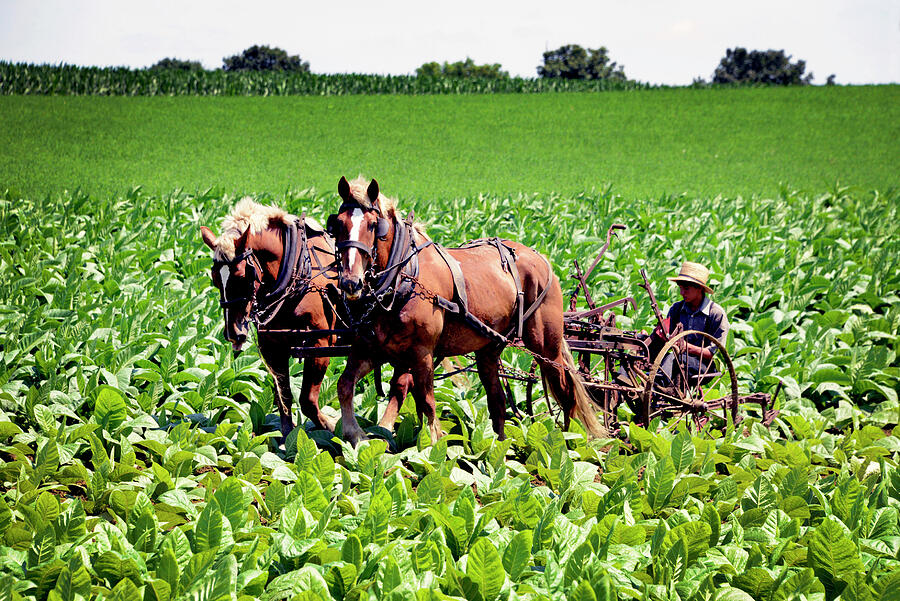 Working on an Amish tobacco farm Photograph by Paul W Faust - Impressions of Light