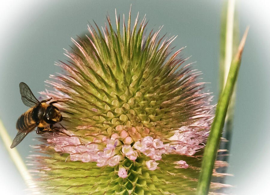 Working the Teasel - Photograph by Julie Weber