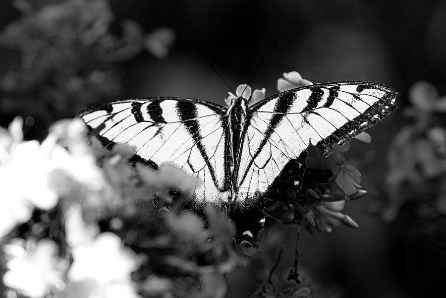 World in Black and White Photograph by Robert A Merrill - Fine Art America