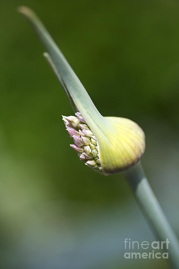 World Of Edible Garlic Photograph by Joy Watson