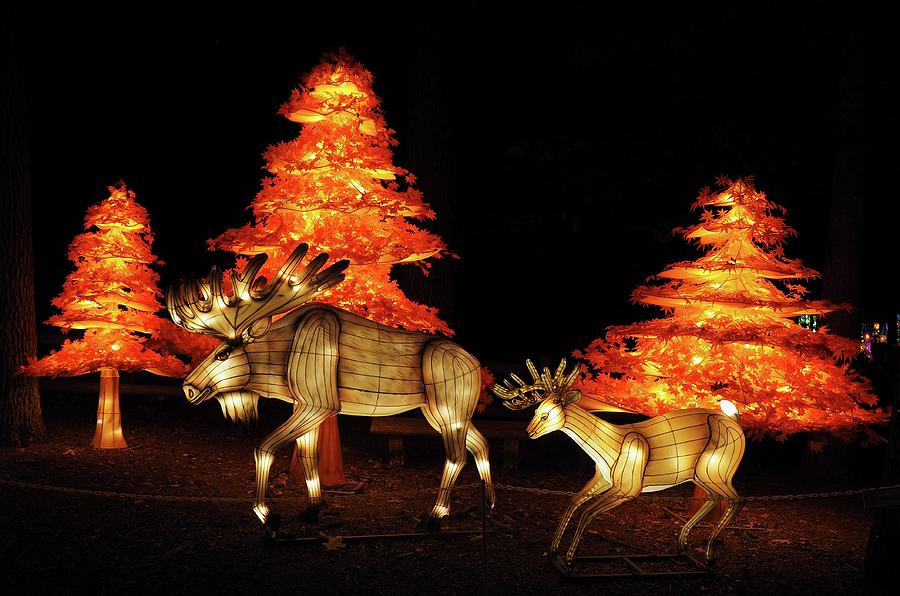 World of Lights Moose at Southwick Zoo Photograph by Lucio Cicuto