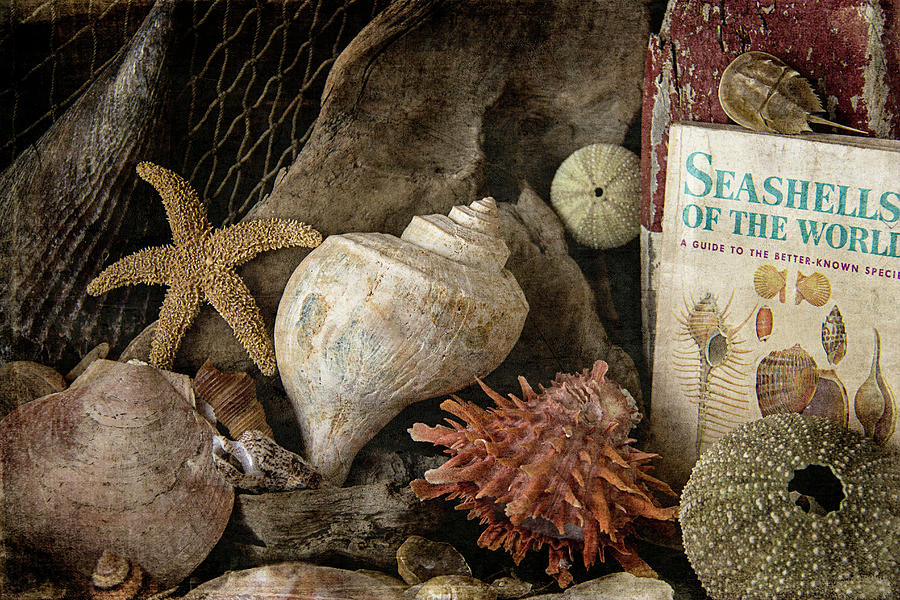 World Of Seashells Photograph by Cindi Ressler