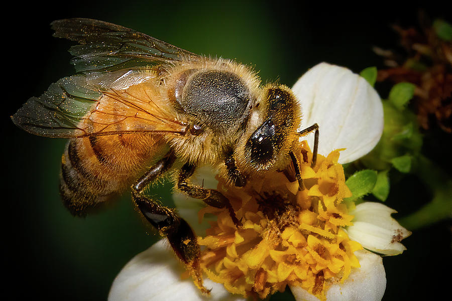 World of the Honey Bee Photograph by Mark Andrew Thomas