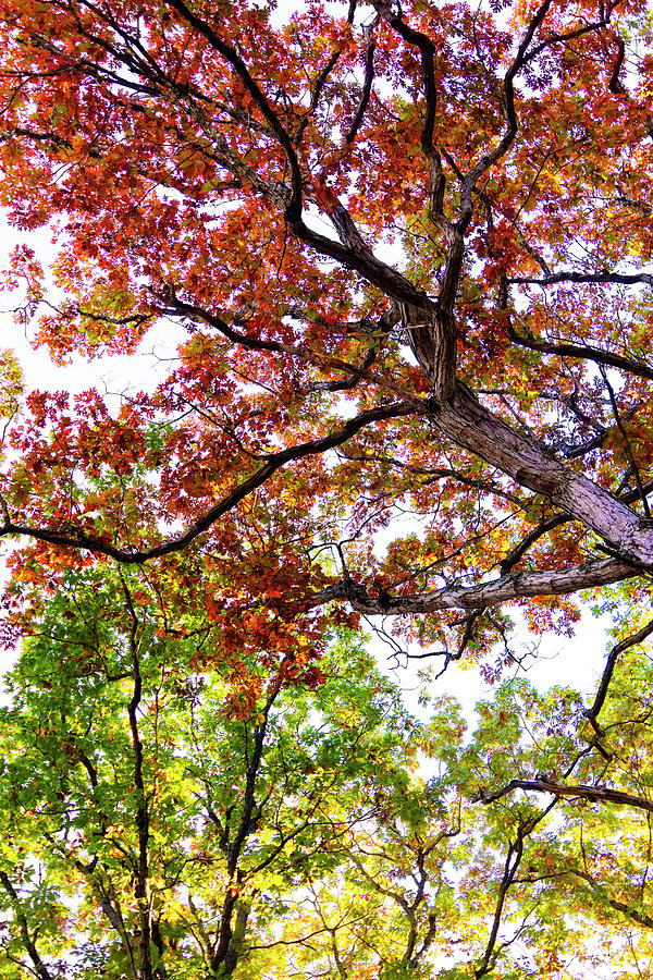 Worms Eye View Photograph by Patty Colabuono Worms Eye View Photograph by Patty Colabuono
