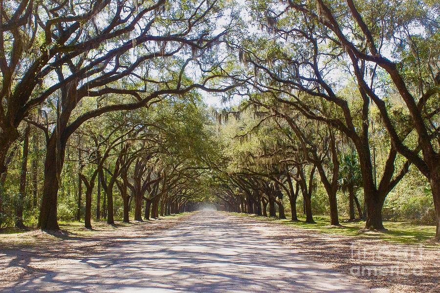 Wormsloe Photograph by Alice Mainville