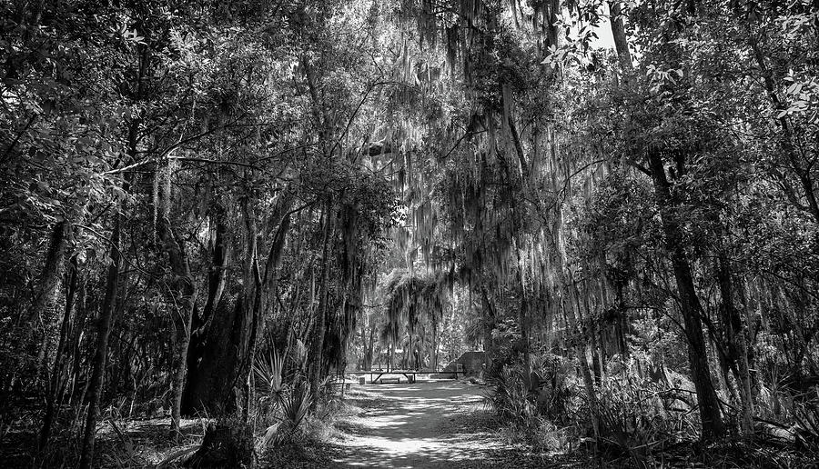 Wormsloe Historic Site Black And White Photograph by Dan Sproul