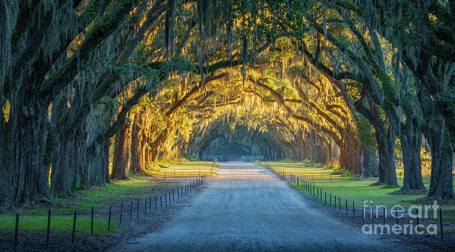 Wormsloe Historic Site Photograph by Inge Johnsson