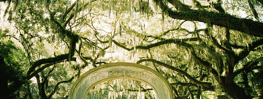 Wormsloe Historic Site, Savannah, Georgia Photograph by Eugene Nikiforov