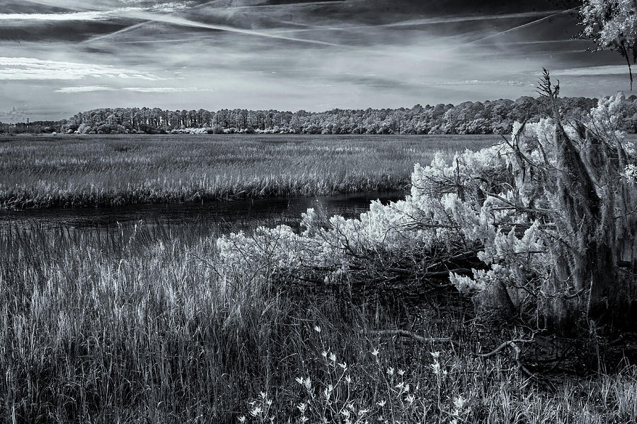 Wormsloe Marsh Photograph by Tom Singleton