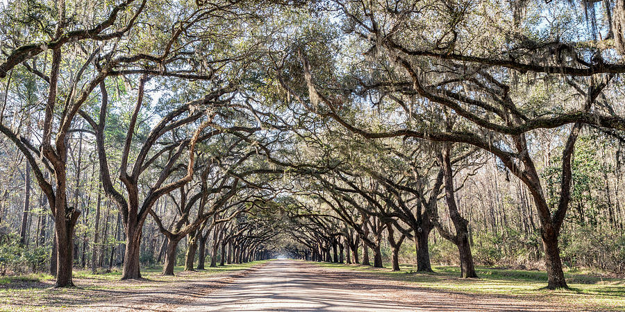 Wormsloe Oak Tree Lined Road Pano, Wormsloe Plantation in Savannah, Georgia Photograph by Dawna Moore Photography